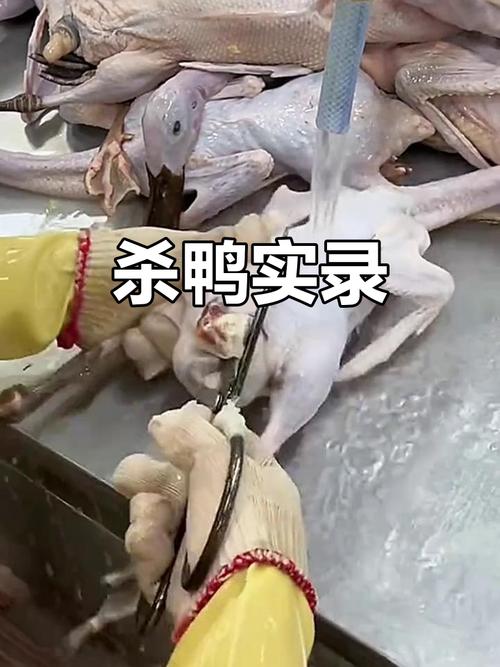 鸭鸭生存鸭鸭杀