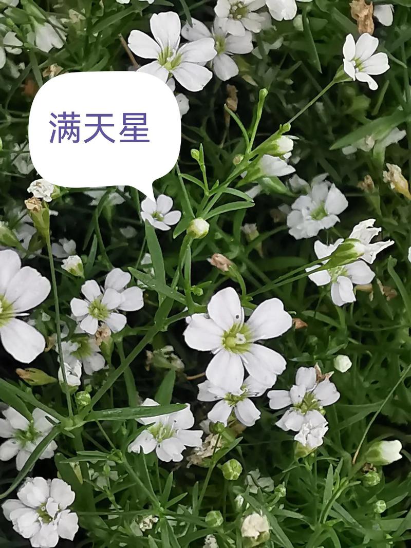 漫天星·中圆