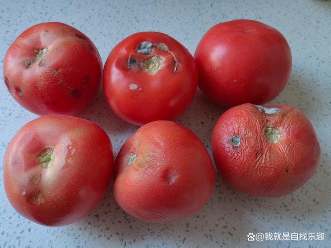 烂番茄电子版永久免更新