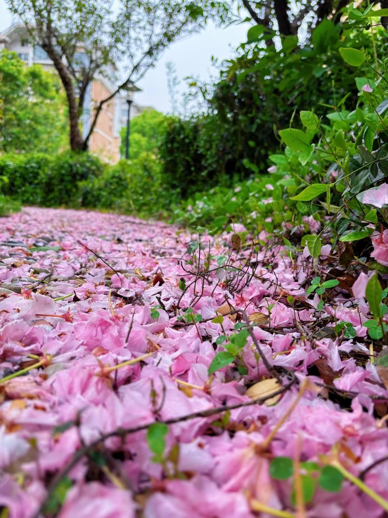 花落0270直