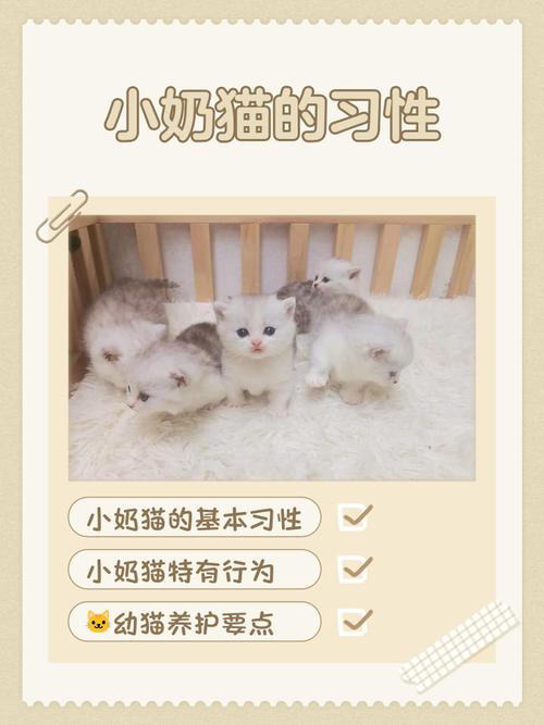 小奶猫v4hjocn的特点