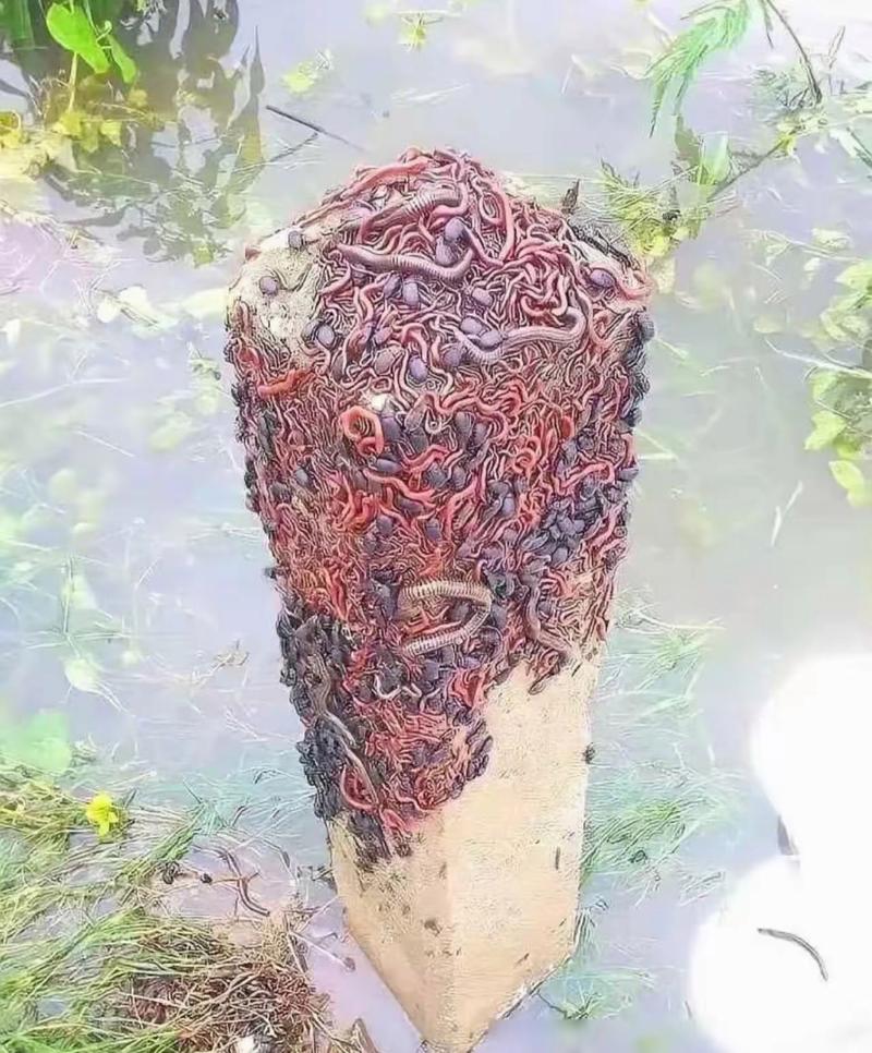 密集寄生虫