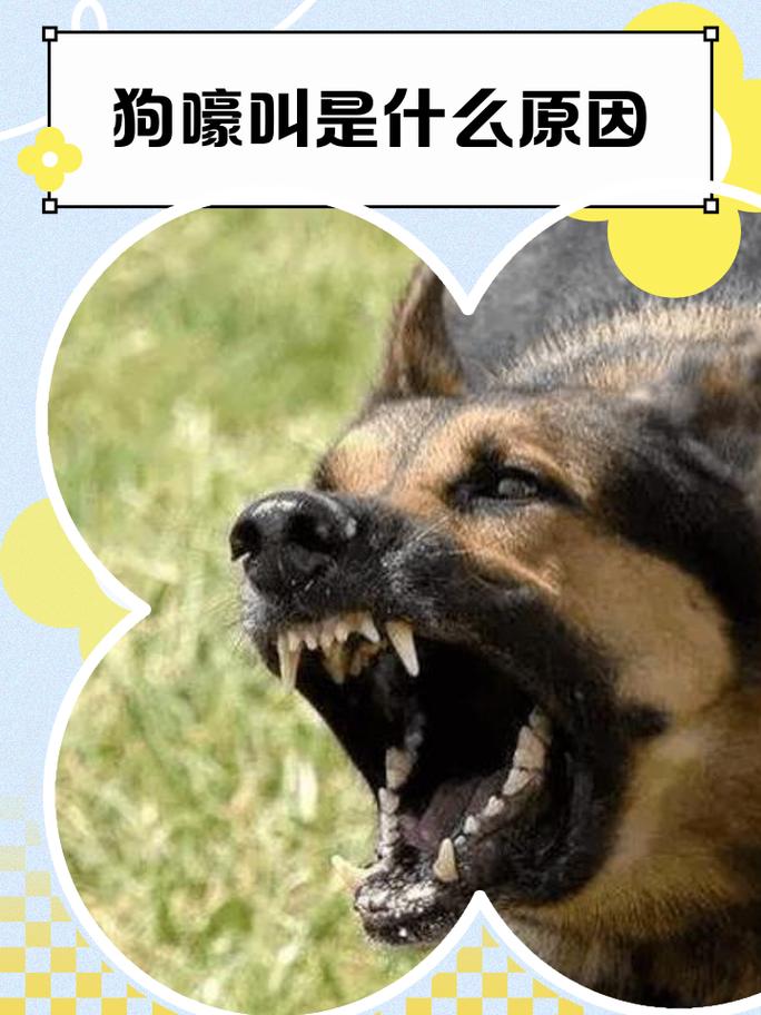 狗叫声凶猛60秒原声