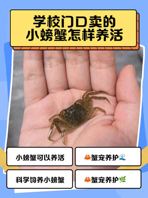 小螃蟹无限能量无广告版