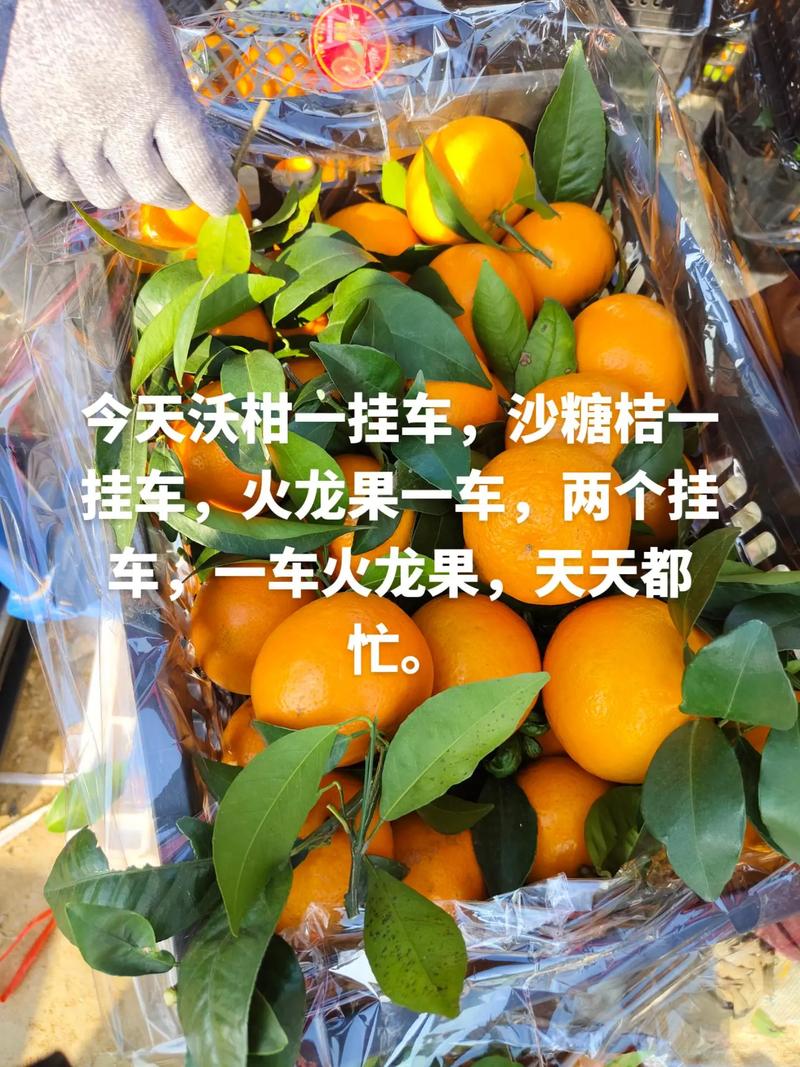小橘子开挂30破解无限配额