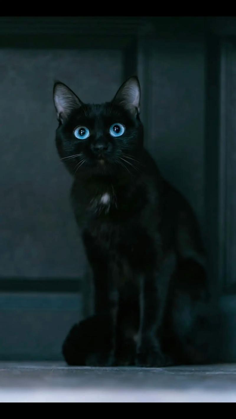 黑猫搜索网页