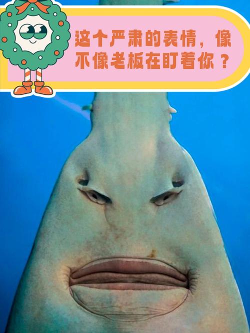 我是鱼iamf新版