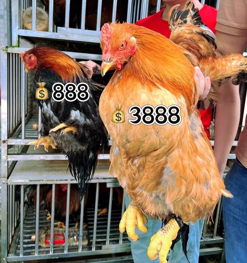 鸡哩鸡哩370无病毒