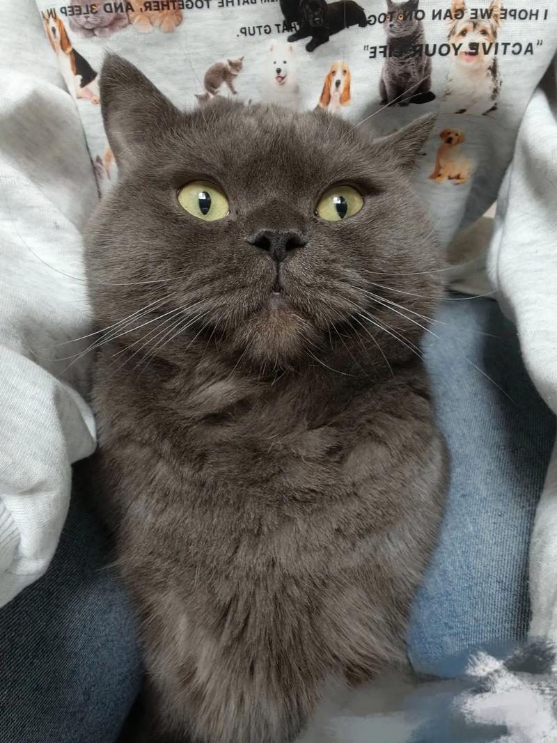蓝猫借配