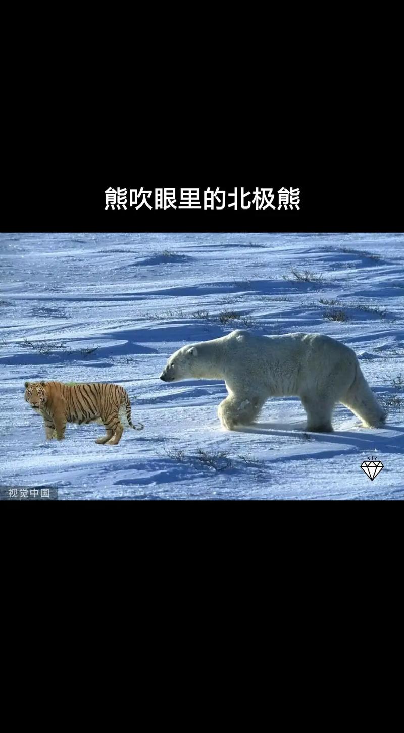 北极熊v22直免卡密
