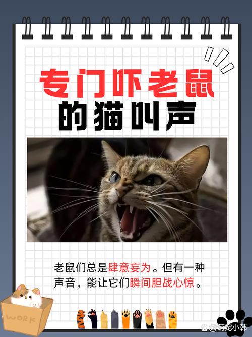 猫叫驱鼠声音3分钟整合版