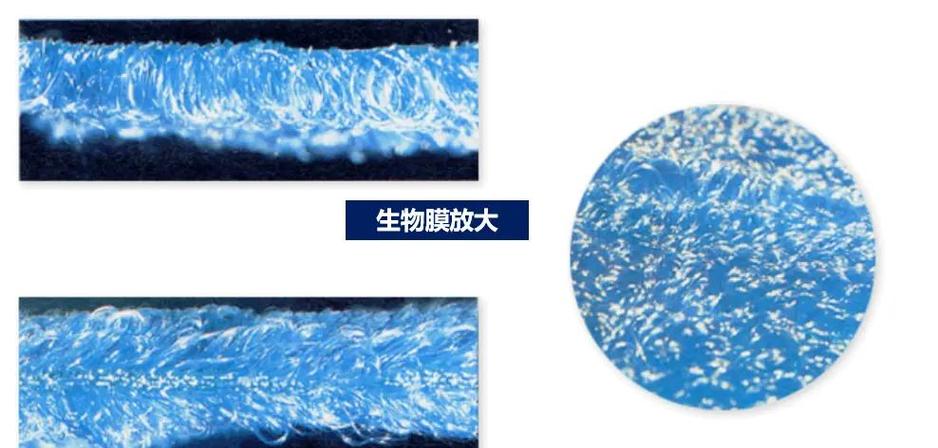 终极海洋生物模