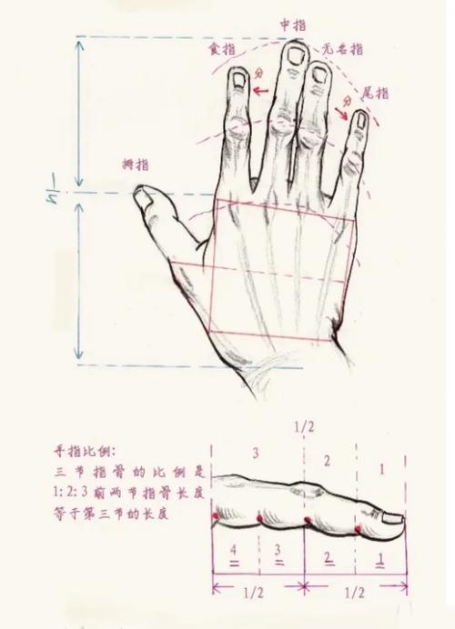 比例盒子手比例