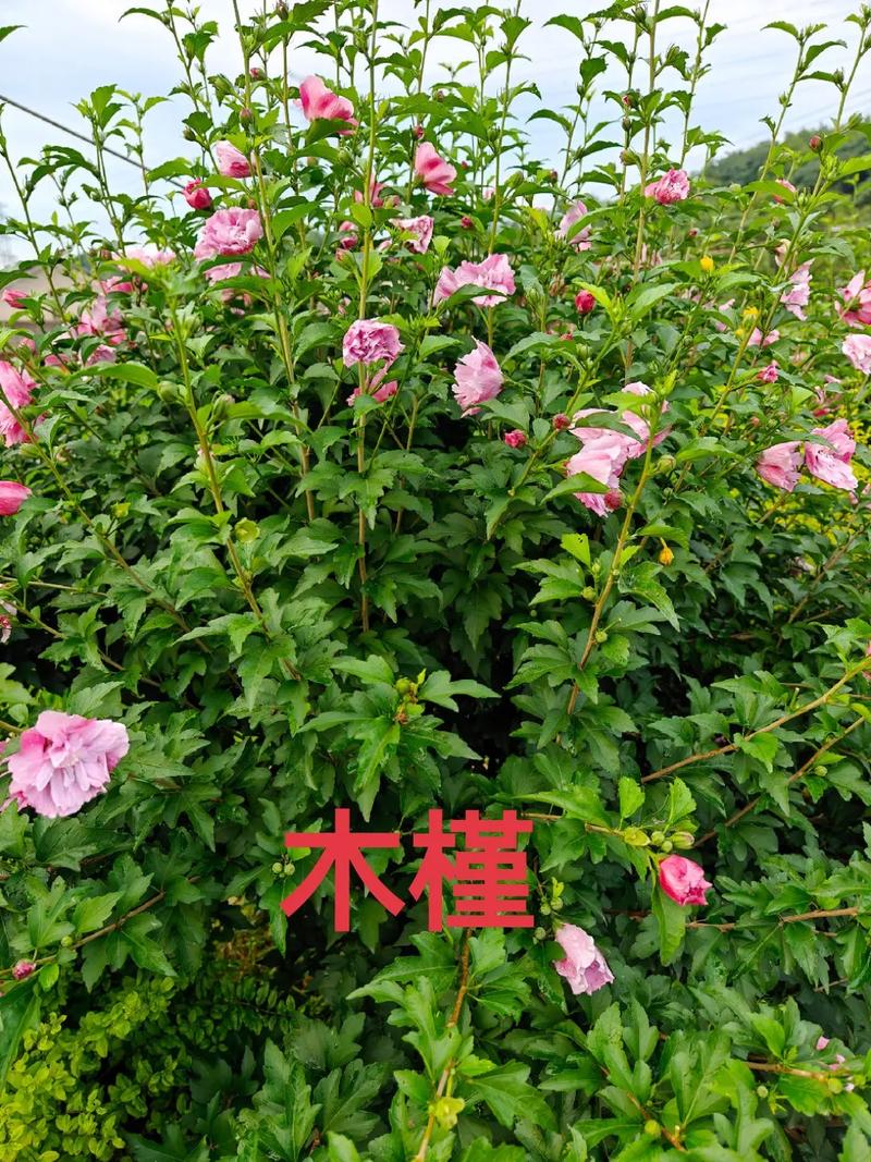木槿库wuwu修改免广告