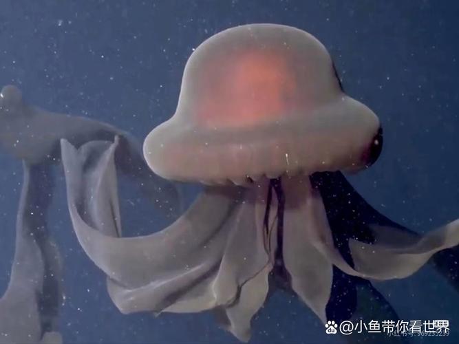 水母娘娘40公分消失术什么无限金币