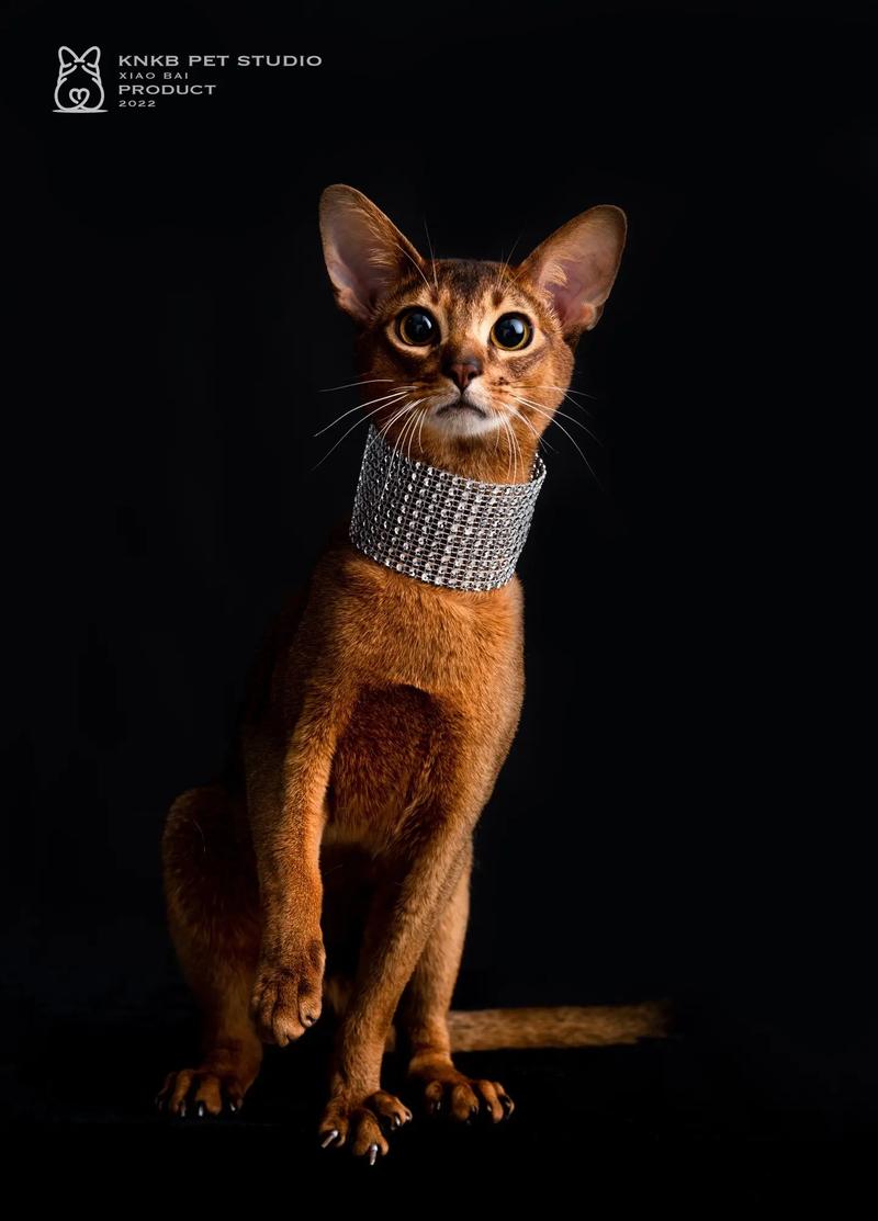 埃及猫最贵三个品种黑色老版
