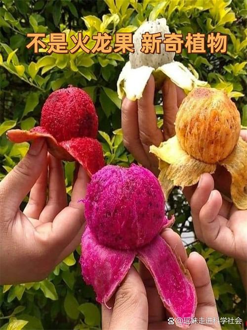 pitaya