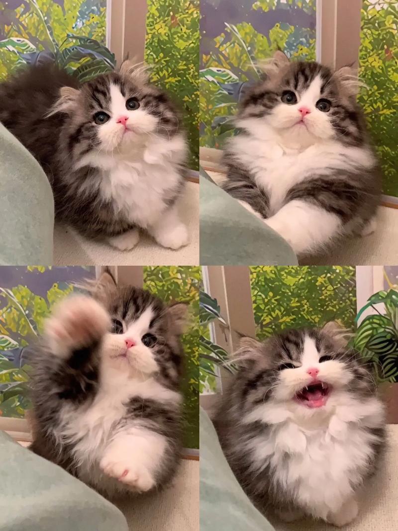 新版猫咪30官