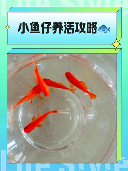 小鱼在家本