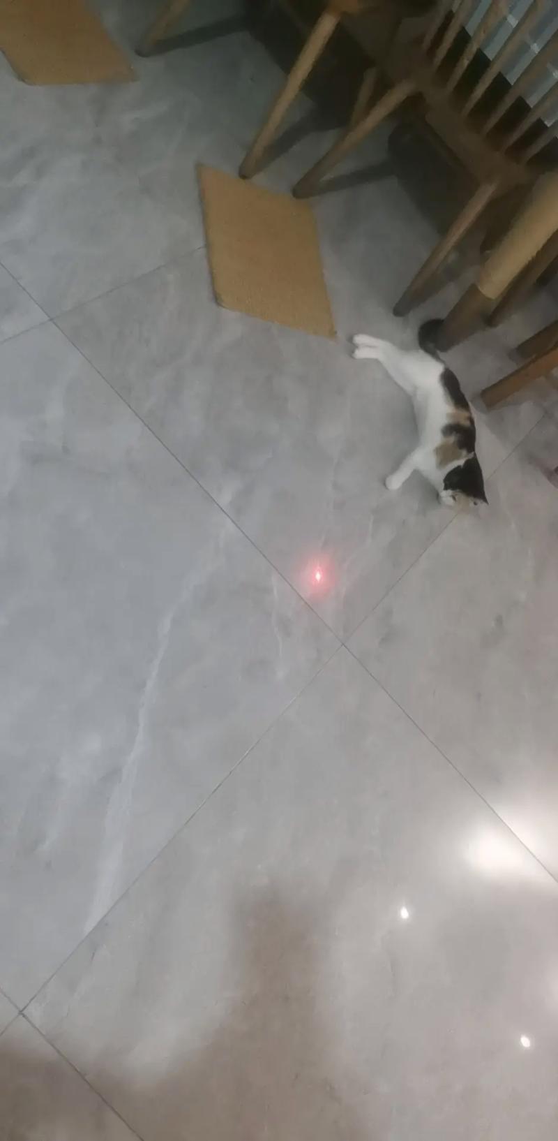 模拟激光笔逗猫的软件免卡密