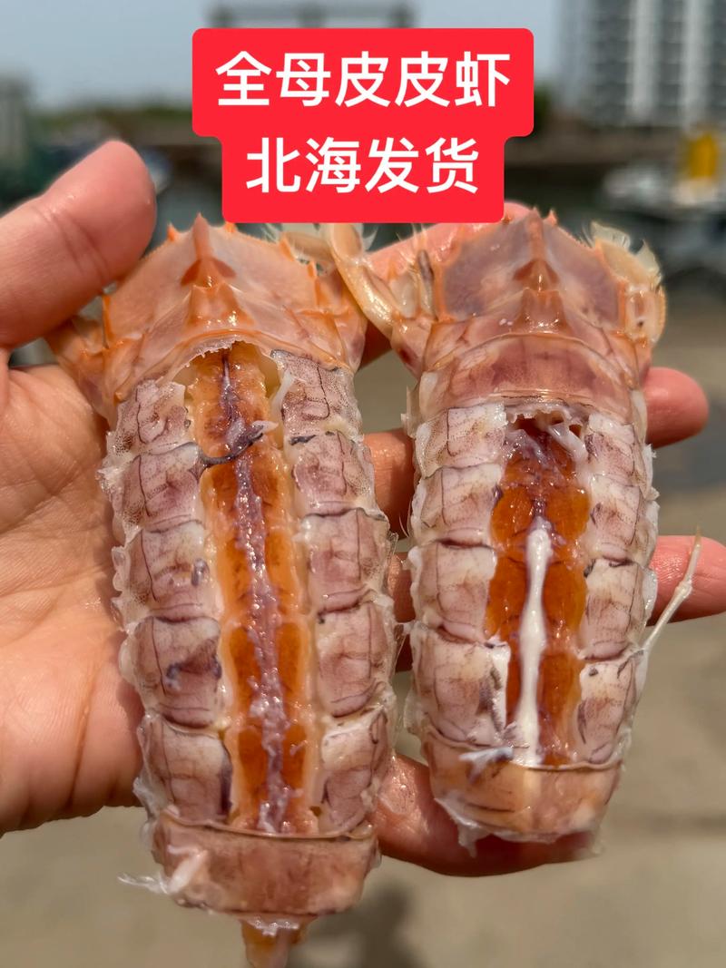 皮皮虾老版本3