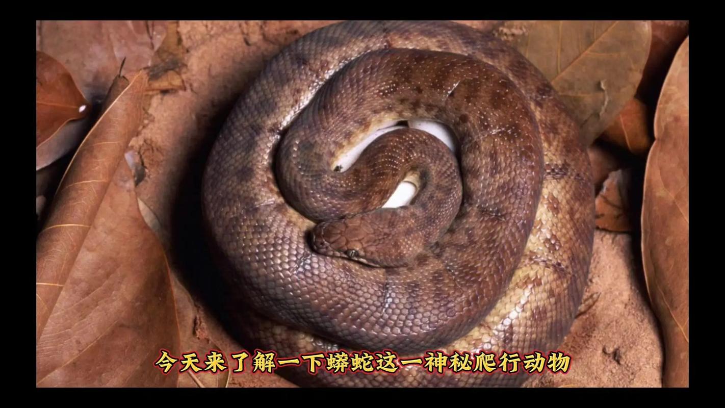 蟒蛇下载162022免费版解锁版
