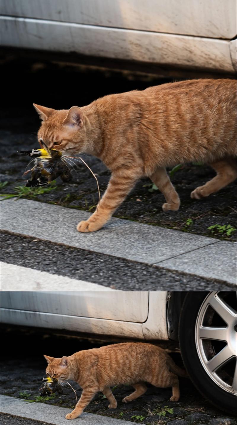 猫抓视频