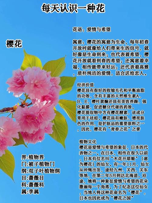 樱花的花瓣们无广告无卡密