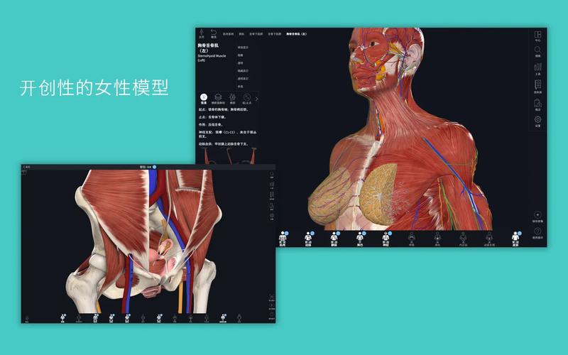anatomy中文版