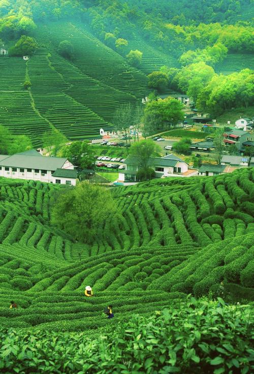 绿茶园无删减版