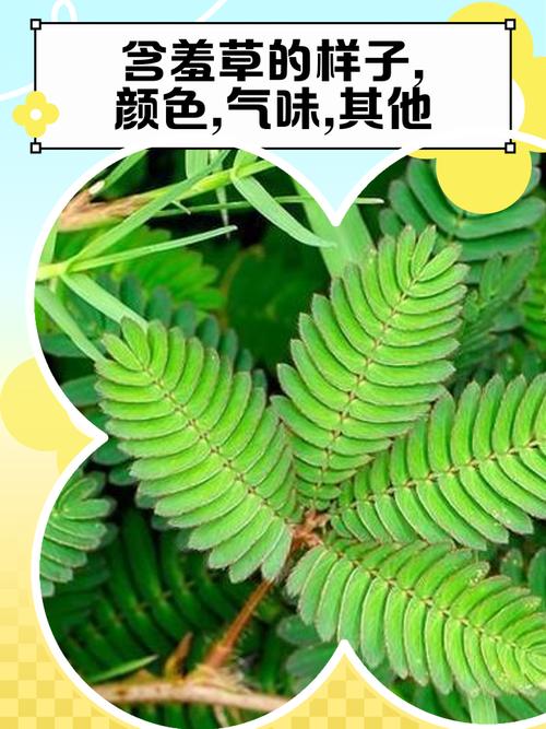 含羞草版