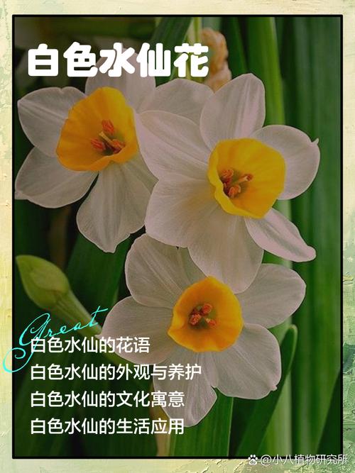 水仙免费免广告完美版