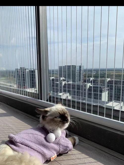 猫视界网