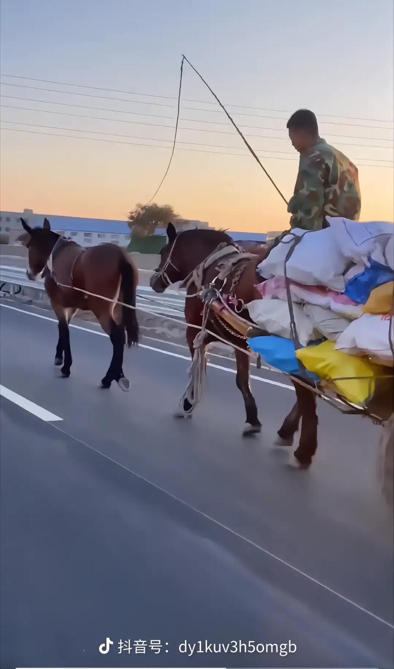 小马拉大车视频