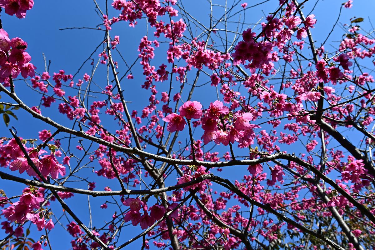 花樱