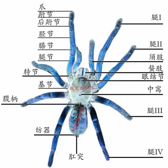 蜘蛛框架32位内置会员