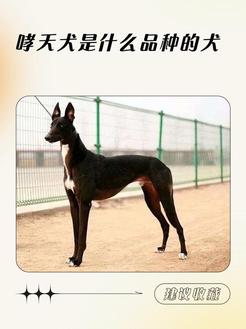 哮天犬直装免更新