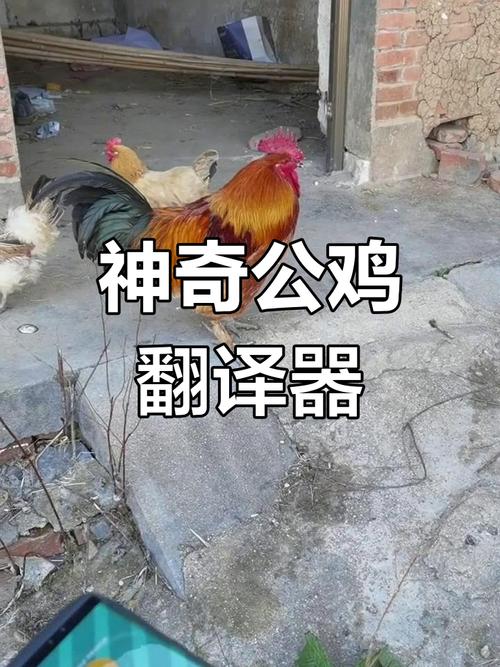 鸡翻译器黑科技