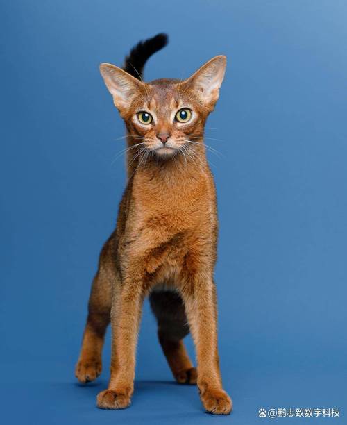 derpixion埃及猫