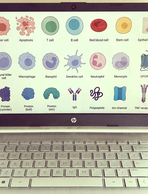 Biorender科研绘图