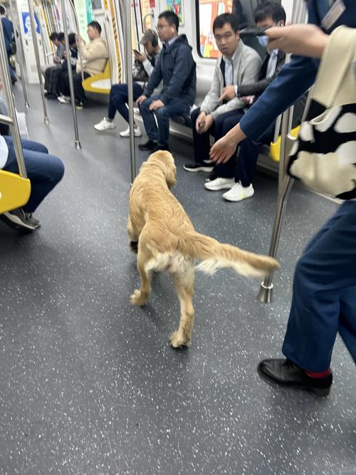 狗狗地铁逃生内官方正版
