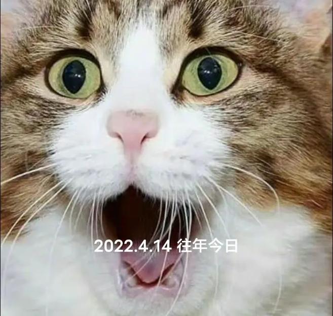 猫咪社区30评