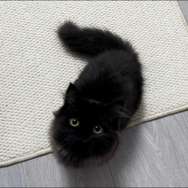 黑猫QW20短国际版