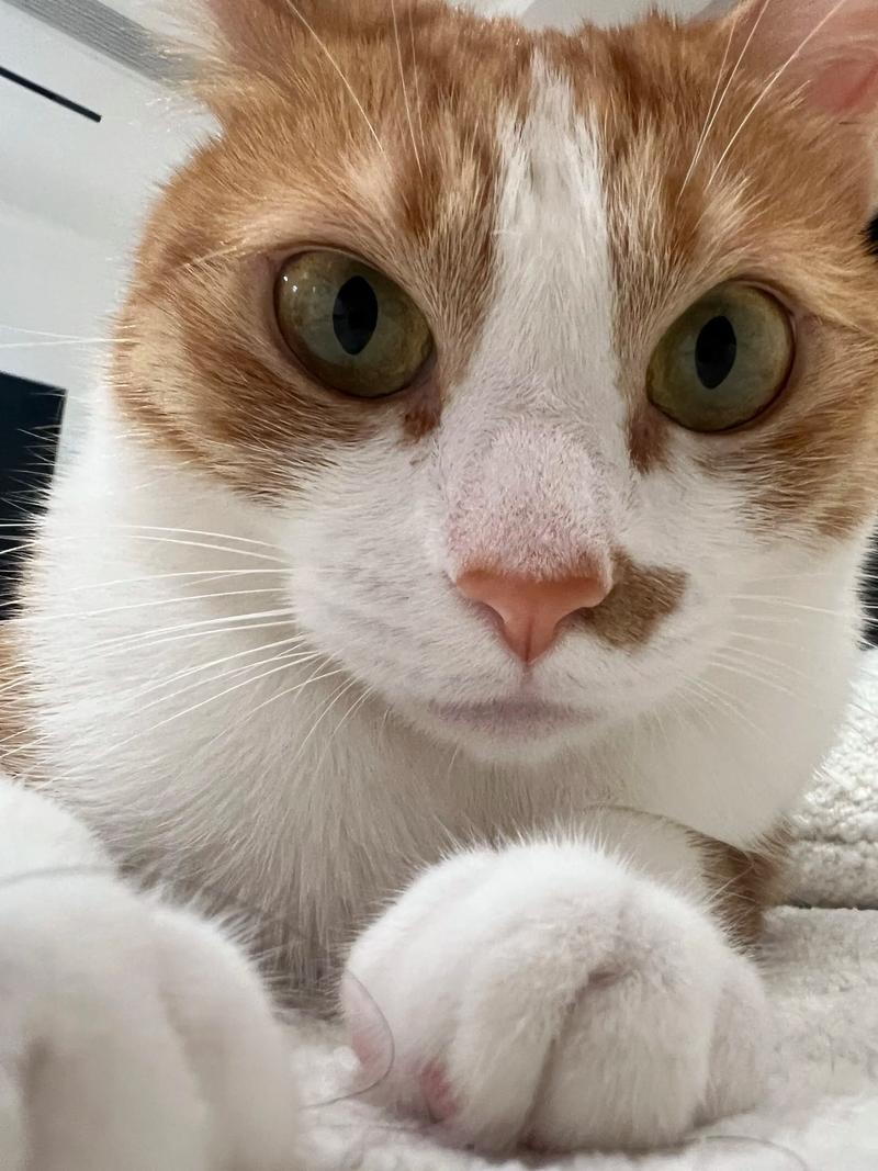 猫咪VIP免费版