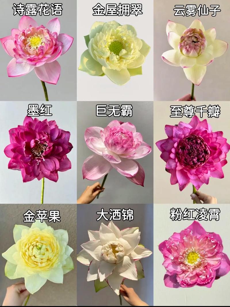 荷花全部系列免费高清影视