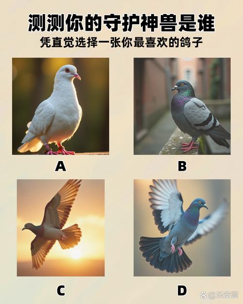 熊盒子本白鸽测试新版