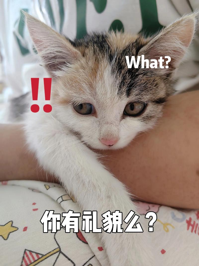 色猫TV电视本周年纪念版