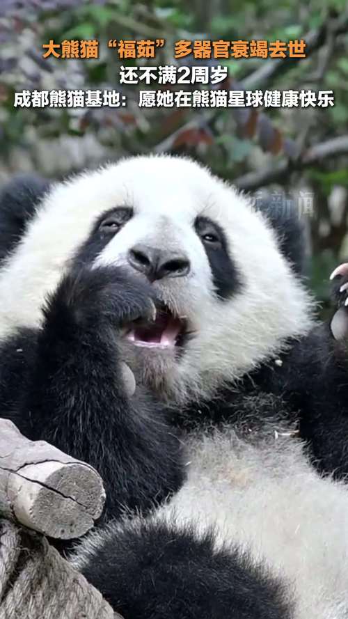 panda视频官方版抢先版