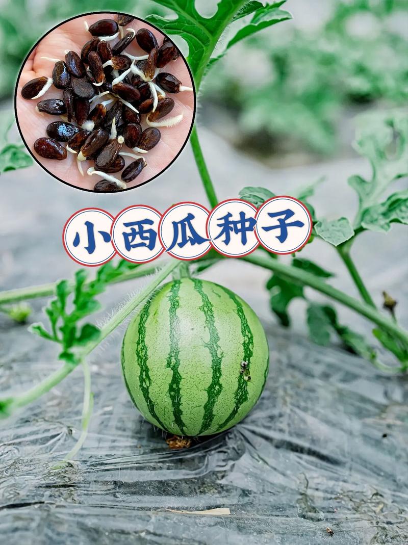 西瓜种子资源修改版