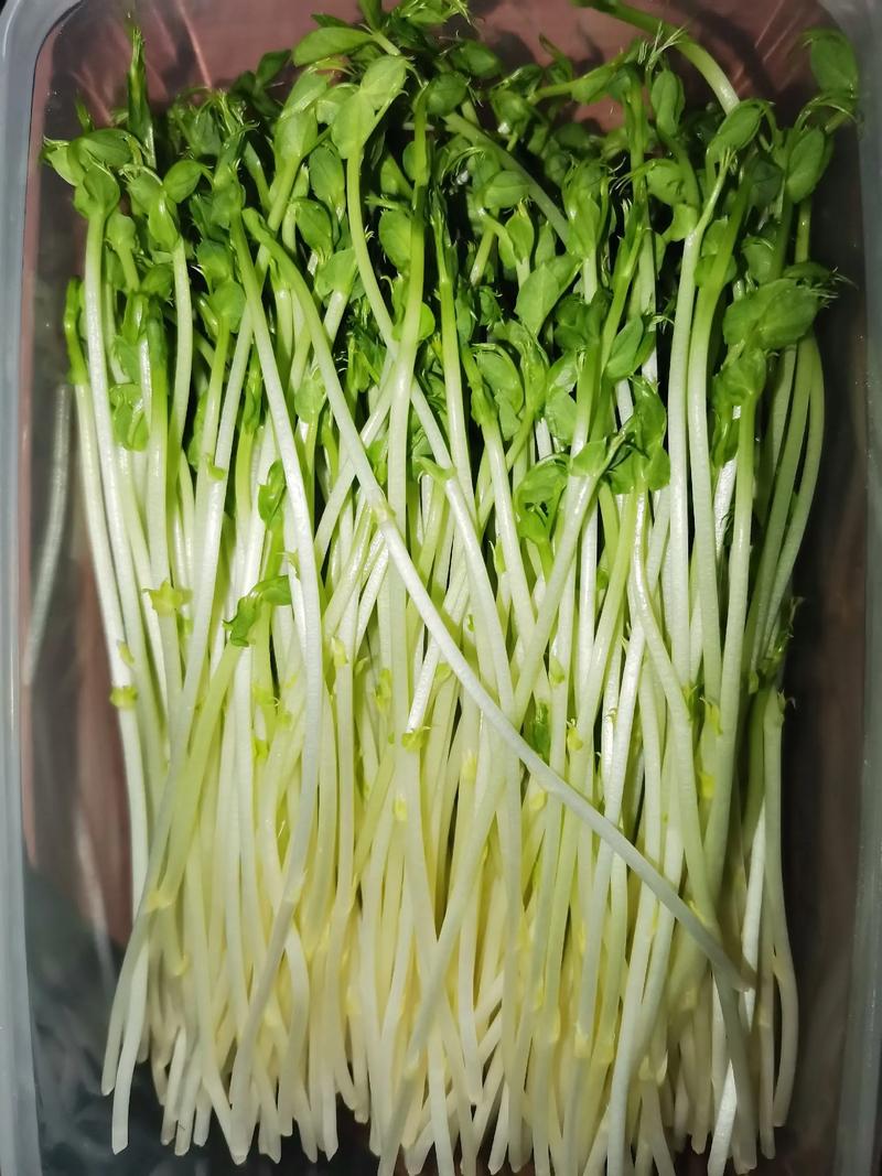 豌豆芽官方